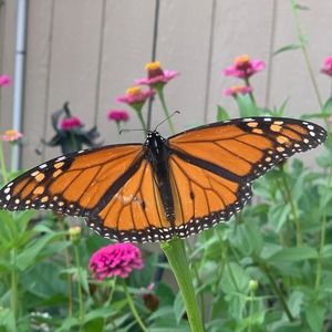 Meet your Posher, Dawn